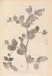 Herbier de la flore française Pl0493 - Louis Antoine Cusin — weergave van het kunstwerk