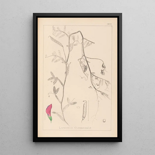 Louis Antoine Cusin - Herbier de la flore franaise Pl0495.webp