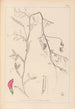 Herbier de la flore française Pl0495 - Louis Antoine Cusin — weergave van het kunstwerk
