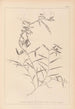Herbier de la flore française Pl0496 - Louis Antoine Cusin — weergave van het kunstwerk