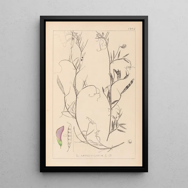 Louis Antoine Cusin - Herbier de la flore franaise Pl0497.webp