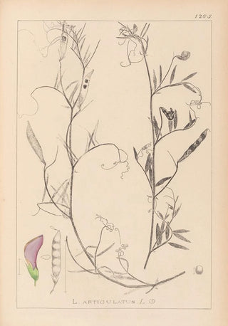 Louis Antoine Cusin - Herbier de la flore franaise Pl0497.webp