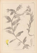 Herbier de la flore française Pl0498 - Louis Antoine Cusin — weergave van het kunstwerk