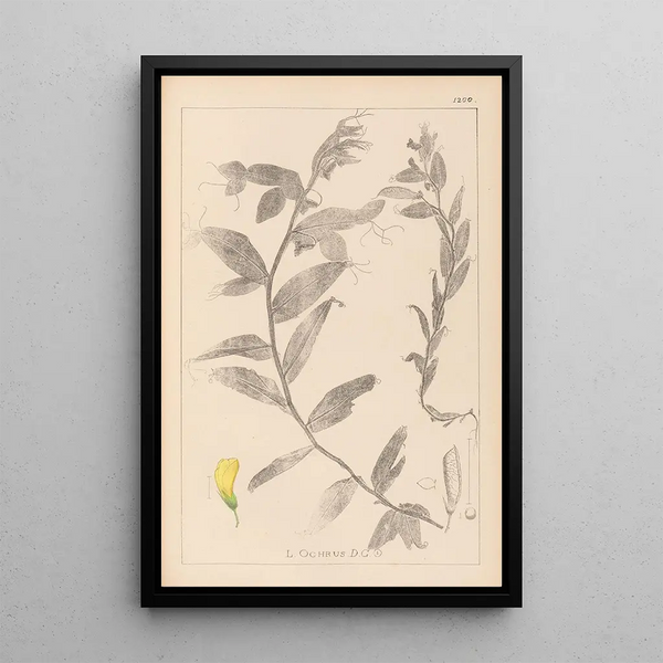 Louis Antoine Cusin - Herbier de la flore franaise Pl0498.webp