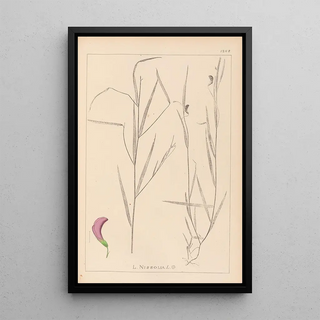 Louis Antoine Cusin - Herbier de la flore franaise Pl0500.webp