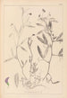 Herbier de la flore française Pl0501 - Louis Antoine Cusin — weergave van het kunstwerk