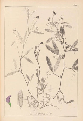 Louis Antoine Cusin - Herbier de la flore franaise Pl0501.webp