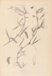 Herbier de la flore française Pl0502 - Louis Antoine Cusin — weergave van het kunstwerk
