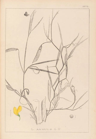 Louis Antoine Cusin - Herbier de la flore franaise Pl0504.webp