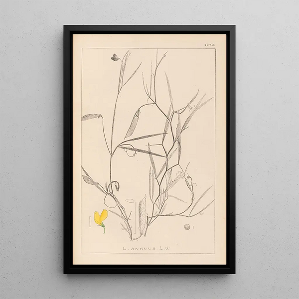 Louis Antoine Cusin - Herbier de la flore franaise Pl0504.webp