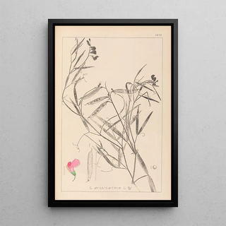 Louis Antoine Cusin - Herbier de la flore franaise Pl0505.webp