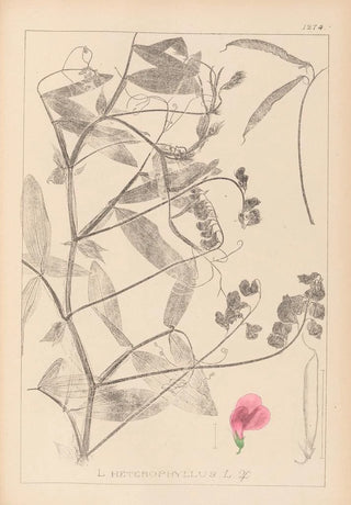 Louis Antoine Cusin - Herbier de la flore franaise Pl0506.webp