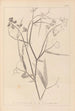 Herbier de la flore française Pl0508 - Louis Antoine Cusin — weergave van het kunstwerk