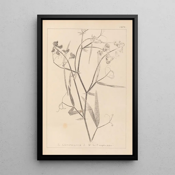 Louis Antoine Cusin - Herbier de la flore franaise Pl0508.webp
