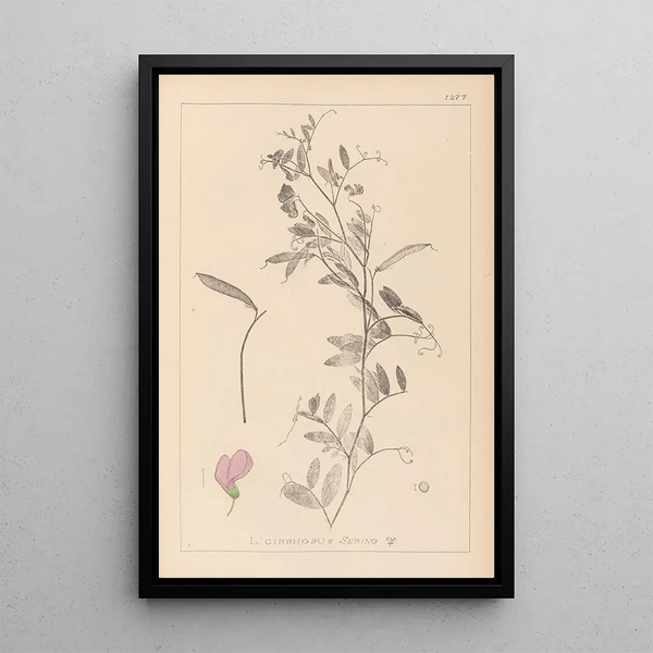 Louis Antoine Cusin - Herbier de la flore franaise Pl0509.webp