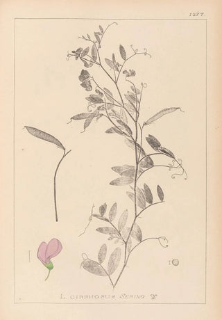 Louis Antoine Cusin - Herbier de la flore franaise Pl0509.webp