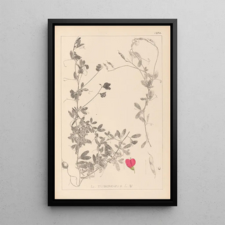 Louis Antoine Cusin - Herbier de la flore franaise Pl0510.webp
