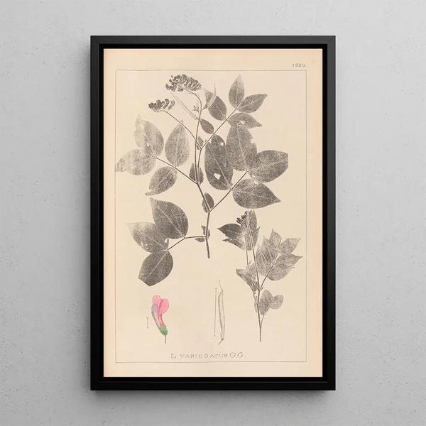 Louis Antoine Cusin - Herbier de la flore franaise Pl0512.webp