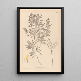 Louis Antoine Cusin - Herbier de la flore franaise Pl0513.webp