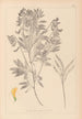 Herbier de la flore française Pl0513 - Louis Antoine Cusin — weergave van het kunstwerk