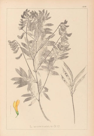 Louis Antoine Cusin - Herbier de la flore franaise Pl0513.webp