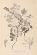 Herbier de la flore française Pl0514 - Louis Antoine Cusin — weergave van het kunstwerk