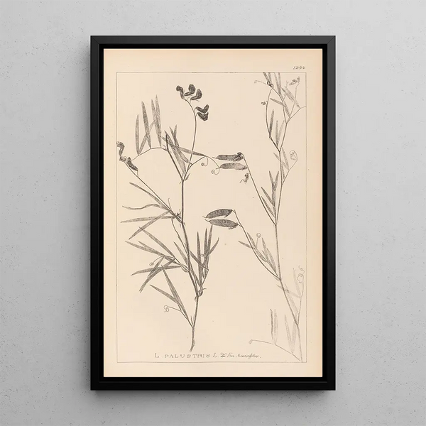 Louis Antoine Cusin - Herbier de la flore franaise Pl0516.webp
