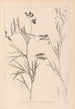 Herbier de la flore française Pl0516 - Louis Antoine Cusin — weergave van het kunstwerk