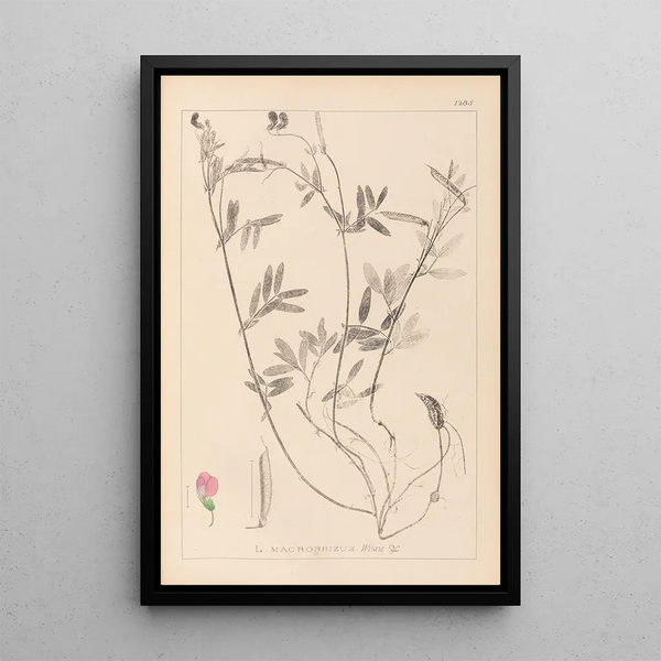 Louis Antoine Cusin - Herbier de la flore franaise Pl0517.webp