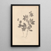 Herbier de la flore française Pl0518 - Louis Antoine Cusin — ingelijst kunstwerk aan de muur