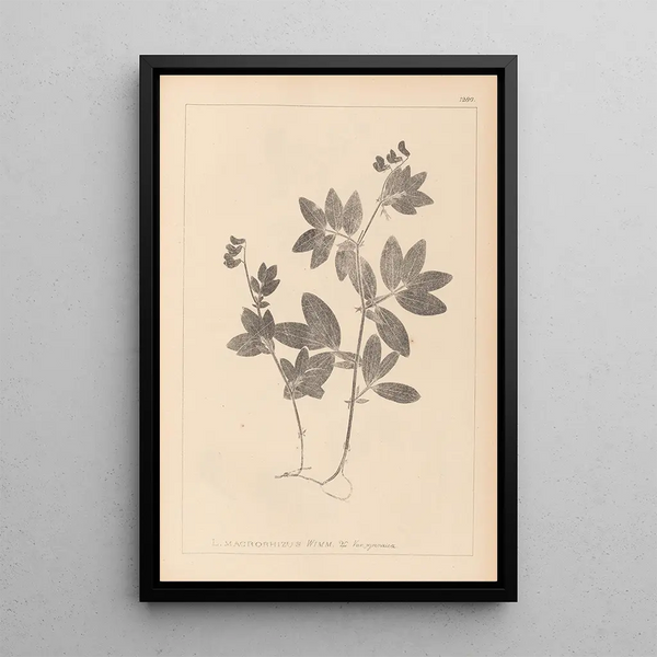 Louis Antoine Cusin - Herbier de la flore franaise Pl0518.webp