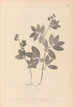 Herbier de la flore française Pl0518 - Louis Antoine Cusin — weergave van het kunstwerk