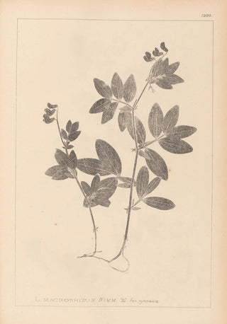 Louis Antoine Cusin - Herbier de la flore franaise Pl0518.webp