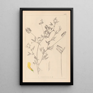 Louis Antoine Cusin - Herbier de la flore franaise Pl0520.webp