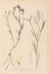 Herbier de la flore française Pl0521 - Louis Antoine Cusin — weergave van het kunstwerk