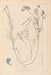 Herbier de la flore française Pl0522 - Louis Antoine Cusin — weergave van het kunstwerk