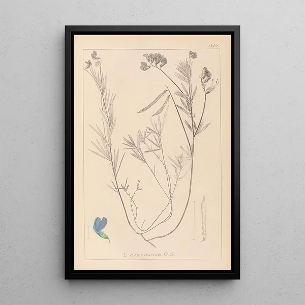 Louis Antoine Cusin - Herbier de la flore franaise Pl0522.webp
