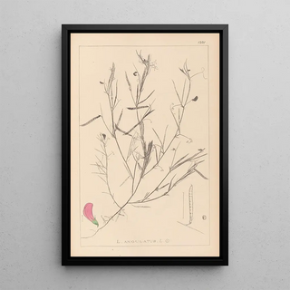 Louis Antoine Cusin - Herbier de la flore franaise Pl0523.webp