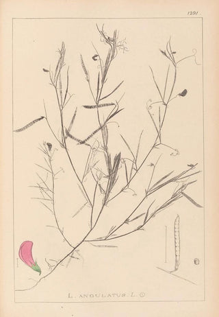 Louis Antoine Cusin - Herbier de la flore franaise Pl0523.webp