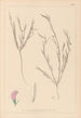 Herbier de la flore française Pl0525 - Louis Antoine Cusin — weergave van het kunstwerk