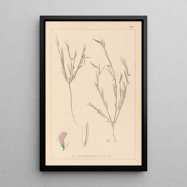 Louis Antoine Cusin - Herbier de la flore franaise Pl0525.webp