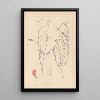 Louis Antoine Cusin - Herbier de la flore franaise Pl0526.webp