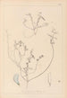 Herbier de la flore française Pl0527 - Louis Antoine Cusin — weergave van het kunstwerk