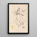 Herbier de la flore française Pl0528 - Louis Antoine Cusin — ingelijst kunstwerk aan de muur