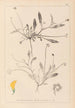Herbier de la flore française Pl0528 - Louis Antoine Cusin — weergave van het kunstwerk