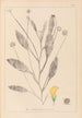 Herbier de la flore française Pl0529 - Louis Antoine Cusin — weergave van het kunstwerk