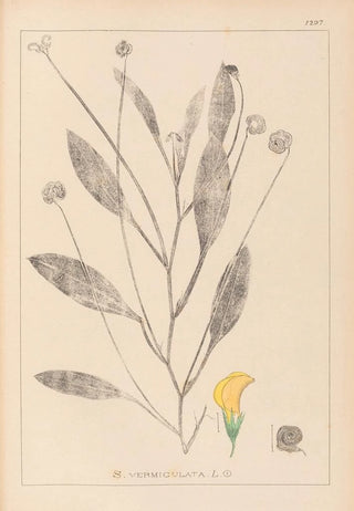 Louis Antoine Cusin - Herbier de la flore franaise Pl0529.webp