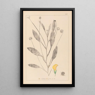 Louis Antoine Cusin - Herbier de la flore franaise Pl0529.webp