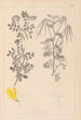 Herbier de la flore française Pl0531 - Louis Antoine Cusin — weergave van het kunstwerk