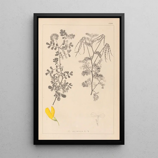 Louis Antoine Cusin - Herbier de la flore franaise Pl0531.webp